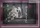 Pixie 34 English Bulldog Mix
