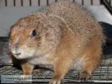 I am looking to re-home a pair of Black Tail Prairie Dogs