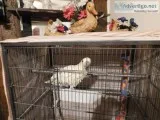 Cockatoo