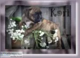Kori Female 34 English Bulldog Mix