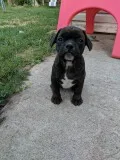 Frenchton Froston Mini Bulldogs pups.