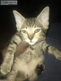 Free kittens to good home