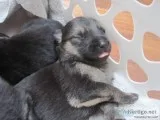 Healthy German Shepherd Puppies