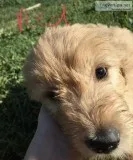 Golden Doodle Puppies