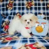 Superfly Maltese puppies for sale