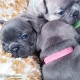 AKC French Bulldog Puppies