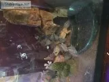 Geckos