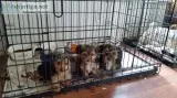 Yorkies