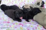 Pug puppy