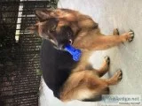mported from Czech Republic full AKC showline long coat 3 yrs ol