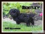 Bentley Male AKC Havanese