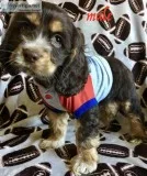 cocker spaniel puppies