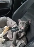 9weeks old frenchy is looking for a forever friend.