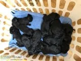 Flandoodle Puppies For sale