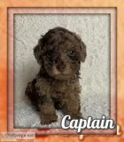 Captain Male Mini Poodle