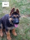 AKC German Shepherd puppies