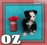 Oz Male Mini Australian Shepherd