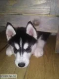 Siberian Husky Puppies