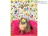 Pomeranian- Lily- Female