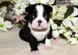 Boston terrier puppies akc registered