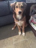 Sweet Border Collie