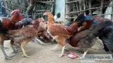 We are selling country chicken country chicken chicks and incuba