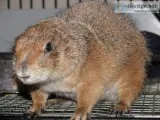 I am looking to re-home a pair of Black Tail Prairie Dogs