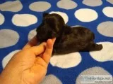AKCand CKC toy poodle male puppy