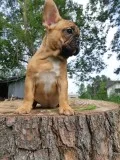 Sweet French Bulldog Pups Ready To Live