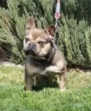 Handsome AKC French Bulldog Stud (Batman)