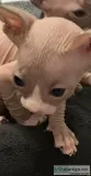 Sphynx kittens