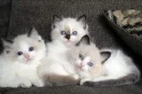 %%Handsome Toot and Beautiful Maggie 10 wks old (RAGDOLL KITTENS