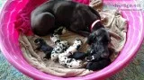 AKC Registered Great Dane Pups (60% Euro)