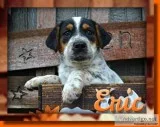 Eric Male English Bulldog Mix
