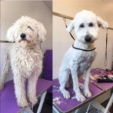 Dog Grooming and Styling Greenvale