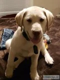 4 month old yellow lab
