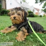Sweetest yorkies puppy