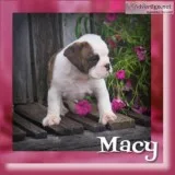 Macy Female 34 English Bulldog Mix