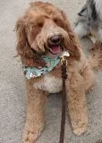 Missing Family Member OLLIE