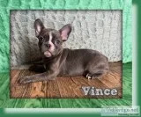 Vince Male Frenchton
