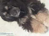 Cocker spaniel