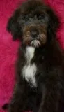 Aussie Doodle 21 weeks old