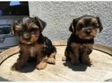 SMART YORKIE PUPPIES AVAILABLE FOR ADOPTION