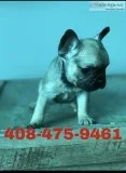 Male French bulldog full Akc