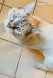 World&rsquos Sweetest Siamese Kitty