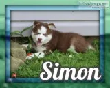 Simon Male ACA Siberian Husky