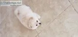 MALE POMERANIAN  PUPPY
