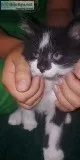 Beautiful kittens ready for furrever homes