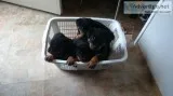 Purebreed Rottweiler puppies