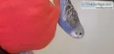 Two parakeets